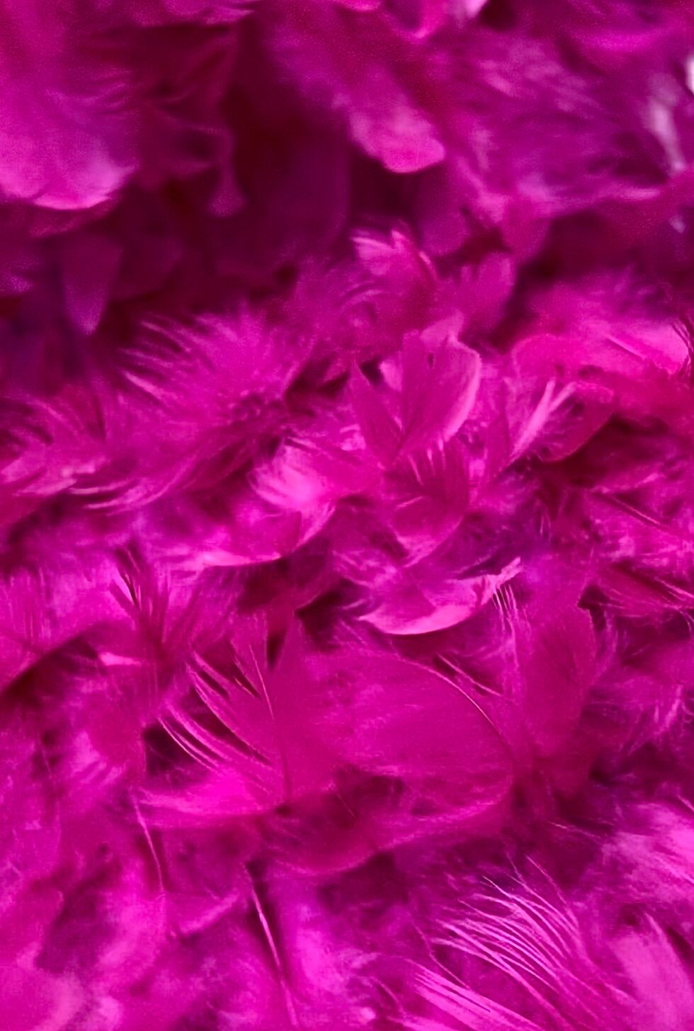 Plumas Fucsia - Imagen 6