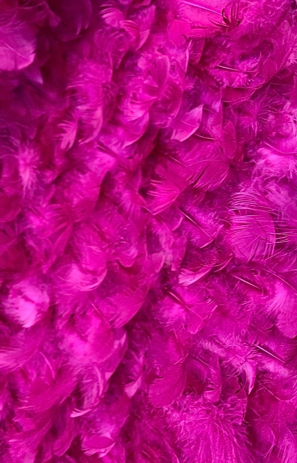 Plumas Fucsia - Imagen 4