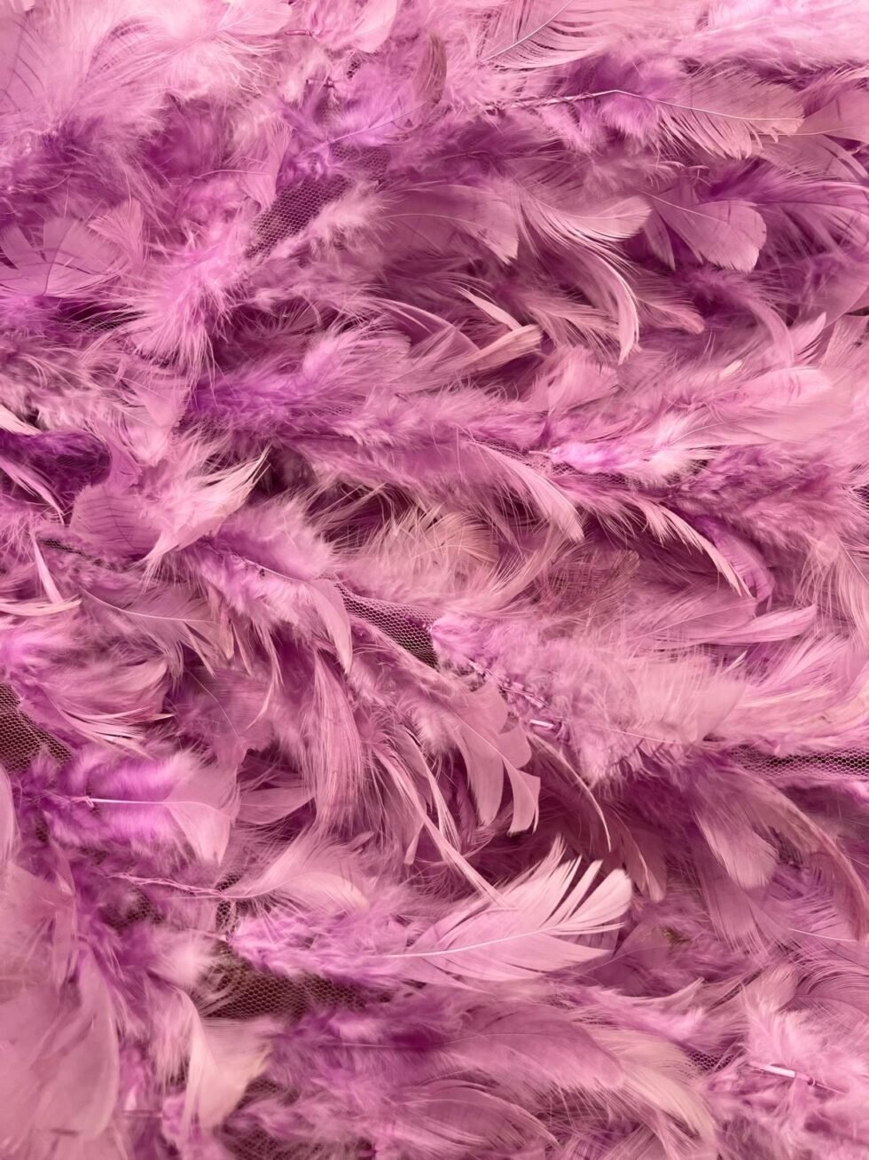 Plumas Malva
